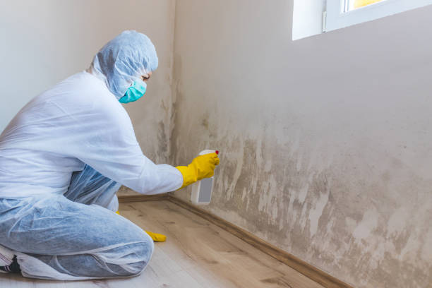Licensed Basement Mold Removal service in Monroe Township, NJ - WQB Mold Removal