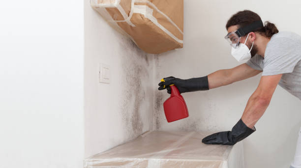 Professional Basement Mold Removal technician working in Monroe Township, NJ