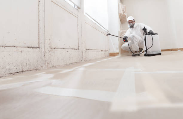 24/7 Emergency Basement Mold Removal experts in Monroe Township, NJ