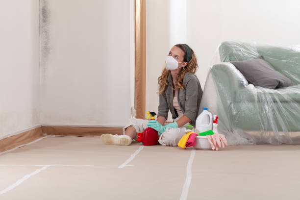 Reliable Basement Mold Removal contractor in Monroe Township, NJ by WQB Mold Removal