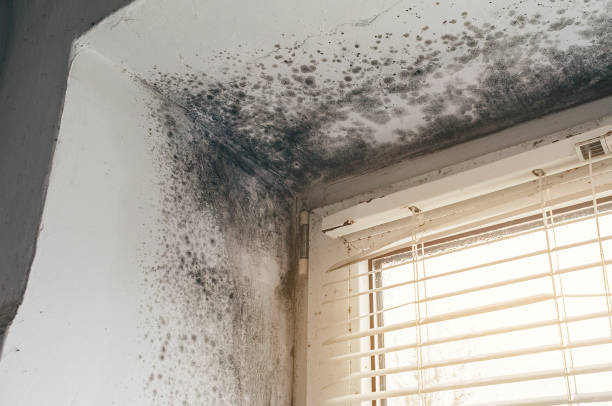 Affordable Basement Mold Removal solutions in Monroe Township, NJ
